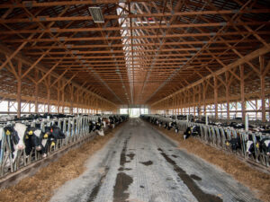 dairycattlebarn1