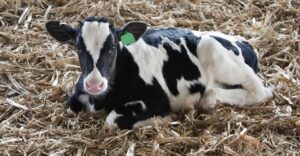 calf%20in%20straw_ekaterina_lin_istock_4958707931